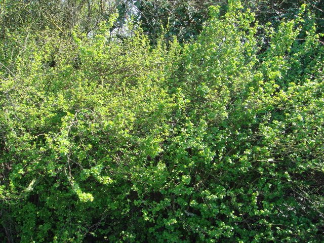Ribes luridum P2D